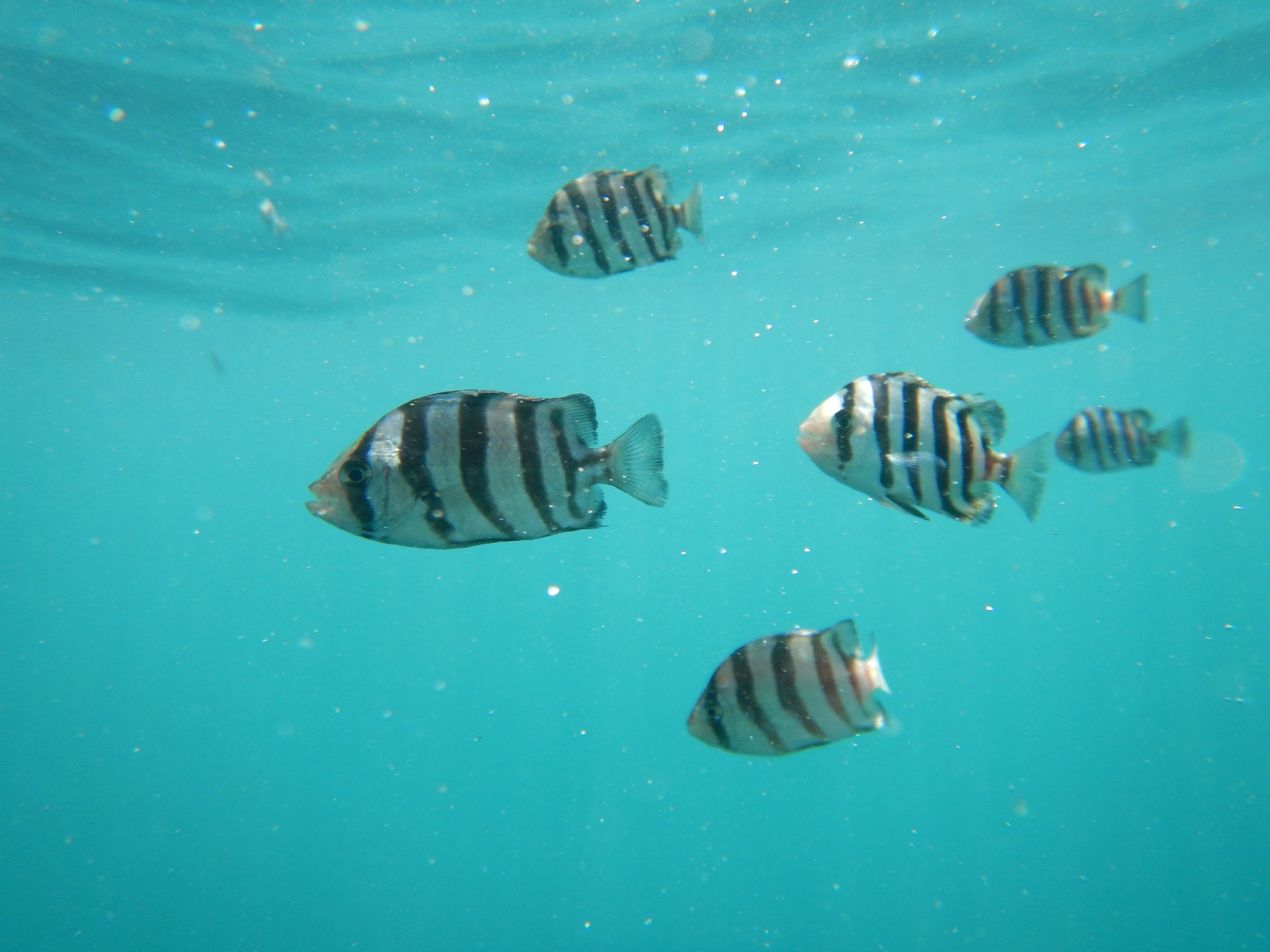 「珍愛海洋資源 孕育魚兒新生命」放流宣導影片